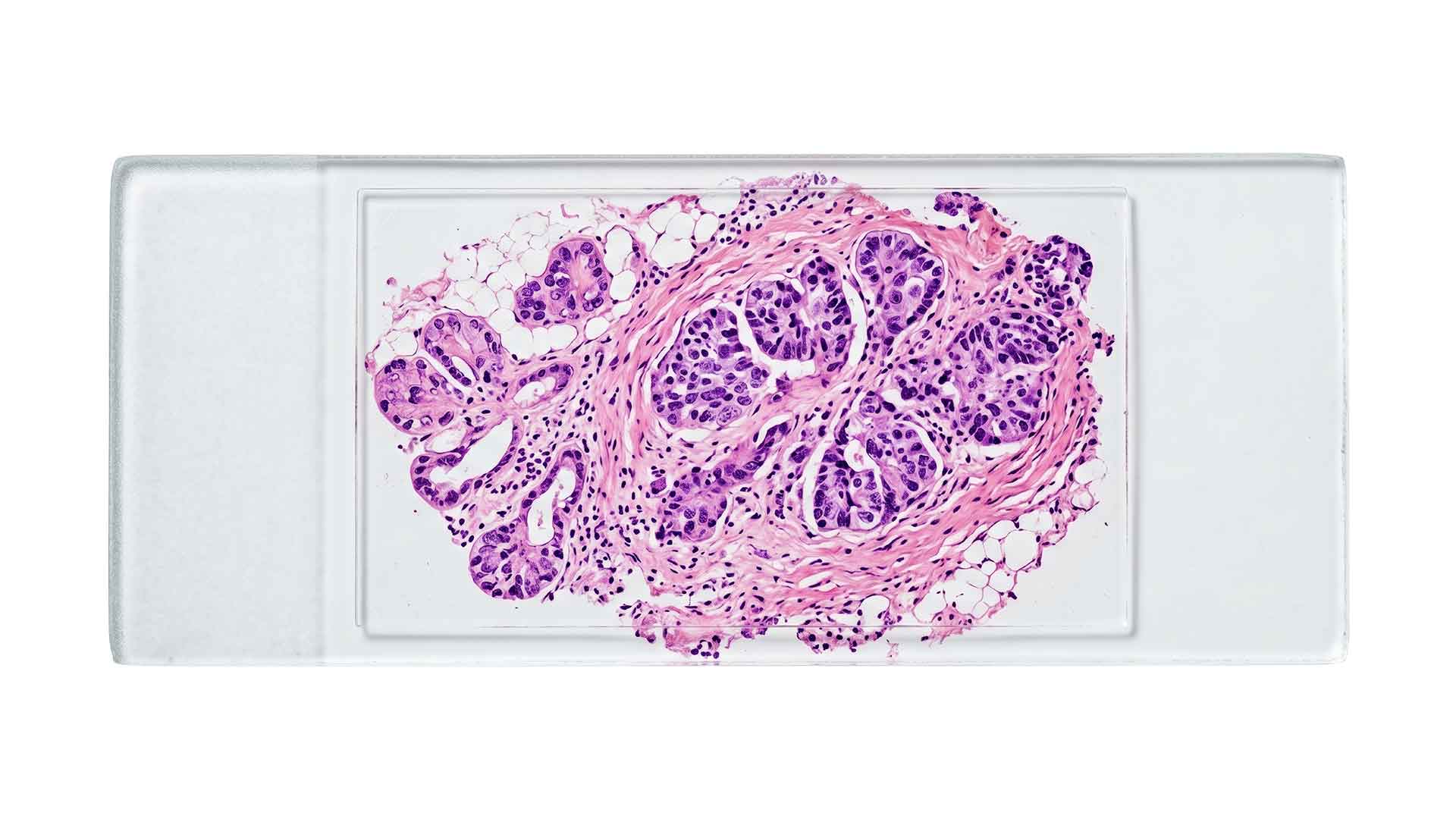 2610 Siteimage Histologie 1920X1080