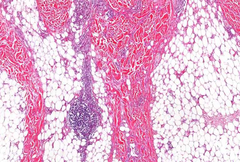 Histologie